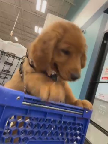 Selling A Beautiful Golden Retriever in San Antonio, Texas