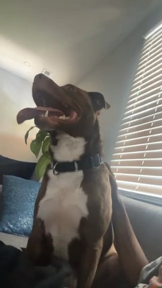 Ajax in Charlotte, North Carolina