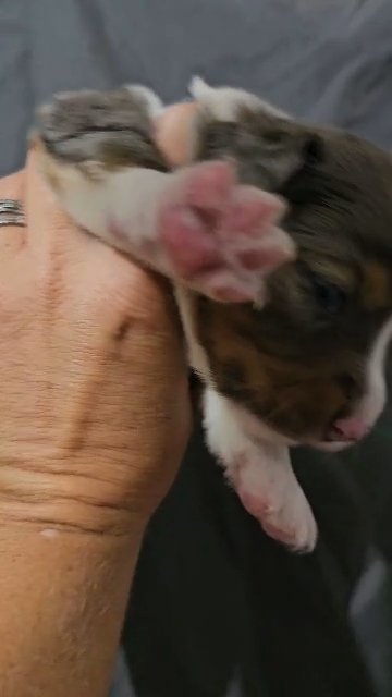 Miniature Australian Shepherd (American Shepherd) in Ocala, Florida