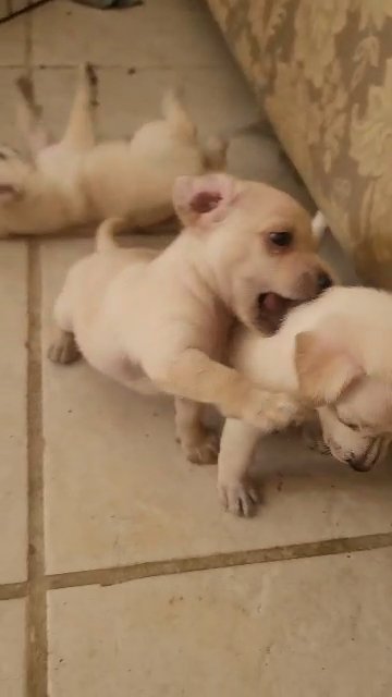 puppies need new home in Desert Hot Springs, California