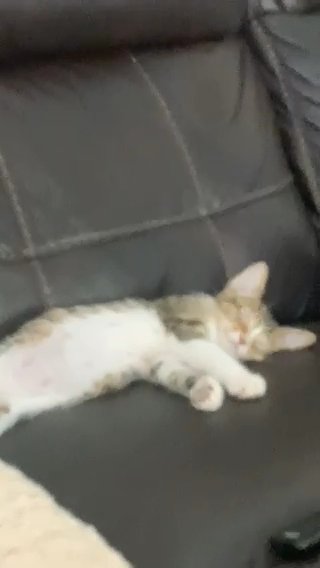 8 Week Old Kitten For Sale in West Palm Beach, Florida