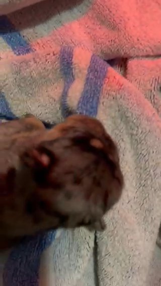 Mr Banks? Batman? French Bulldog Litter in Tampa, Florida