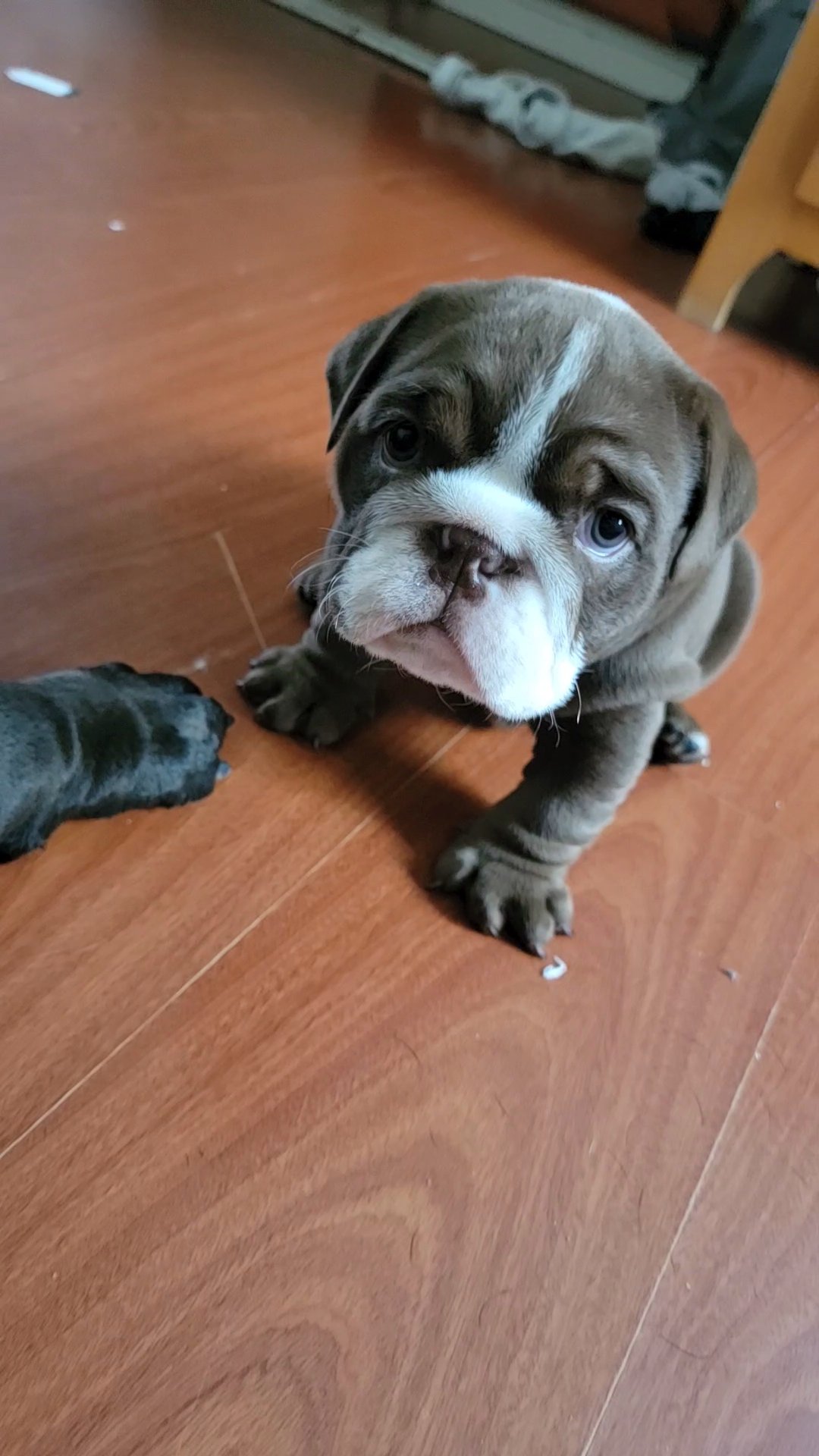 English bulldog boy los angeles in Los Angeles, California