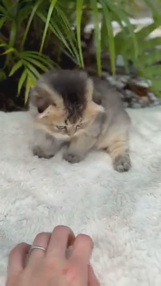 Fluffy, Sweet Scottish Fold Girl in Orlando, Florida