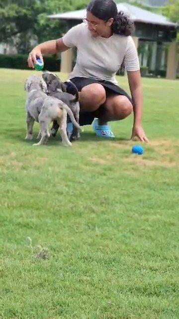 10 weeks old American bully males in Orlando, Florida
