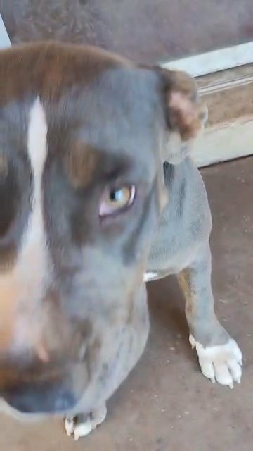 tri bully female in Phoenix, Arizona