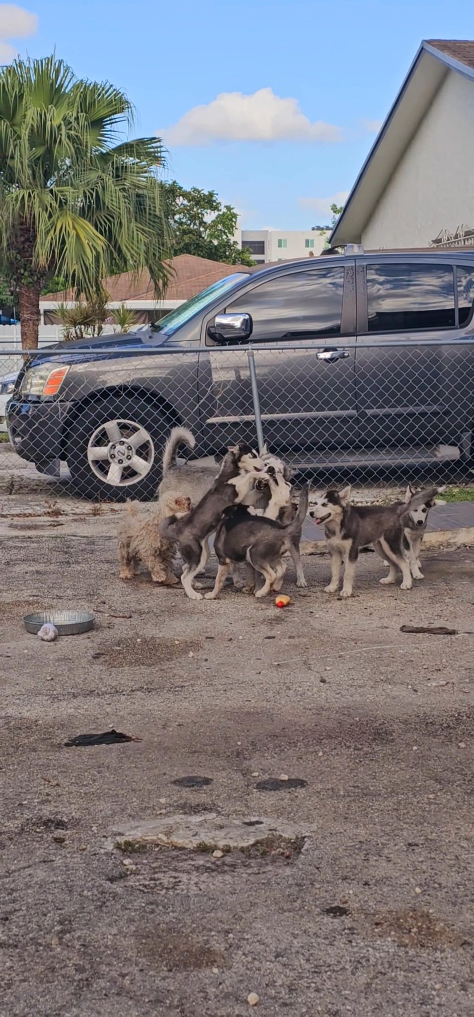 huskies in Opa-locka, Florida