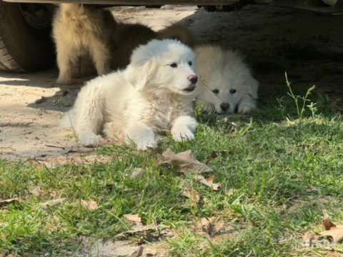 Great Pyrenees Puppies! in Sumter, South Carolina