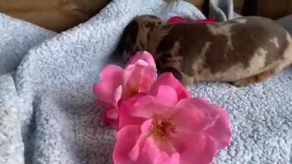 Lacey Akc Mini Dachshund in Wooster, Ohio