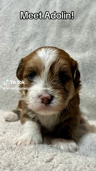 SOLD! — Highprince Adolin - Sable Red Male With White Markings in Spanish Fork, Utah
