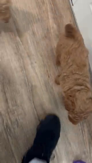 Golden Doodle in Avon, Ohio