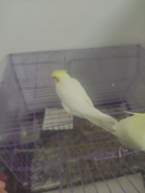 sweet pair of cockatiels in Phoenix, Arizona