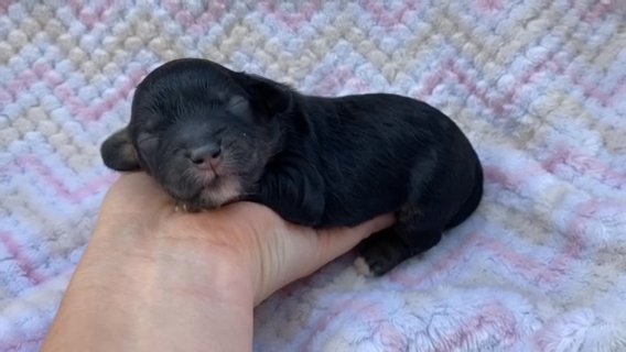 Bodhi (Cavapoo Baby Boy) in Campbellsville, Kentucky