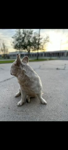 Simon Says The Fluffy Frenchie in New Orleans, Louisiana