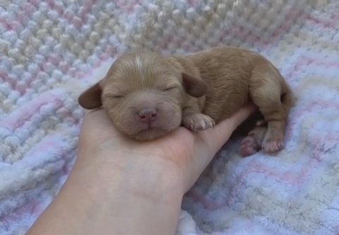 Darla (Cavapoo Baby Girl) in Campbellsville, Kentucky