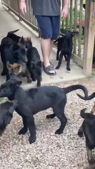 Black german Shepherd Male. in Richmond, Kentucky