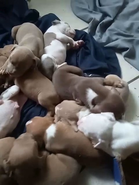 pups almost ready in Cleveland, Ohio