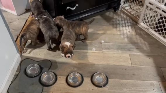 American Bully in Cranston, Rhode Island