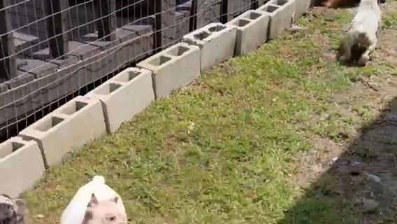 Exotic Bully Puppy in Augusta, Georgia