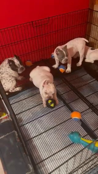 Exotic Micro Bully Puppy in Augusta, Georgia