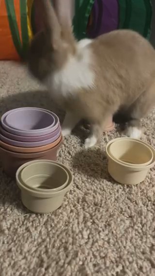 Rabbit (Boy) in Concord, North Carolina