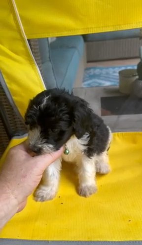 CKC Mini Springerdoodle Only 1 Left in Crossville, Tennessee