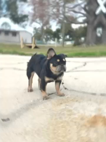 Tri Female in New Orleans, Louisiana