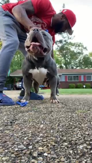Demon Tyme Open For Stud in Jackson, Mississippi