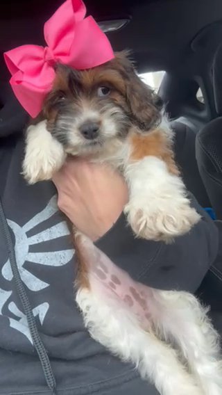 Cockapoo in Cambridge, Maryland