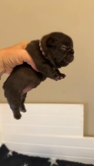 Chocolate Female in Bryan, Texas