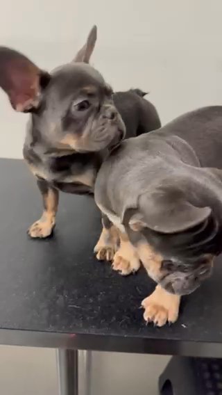 Blue And Tan Frenchies in Ontario, California