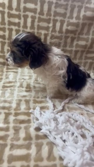 Male Chocolate Parti Yorkie in Las Vegas, Nevada