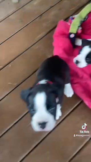 Boxer Puppies Flashy Sealed in Erie, Pennsylvania