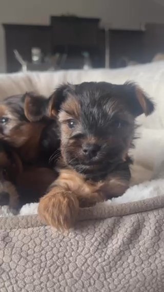 Beautiful yorkies in Springfield, Missouri