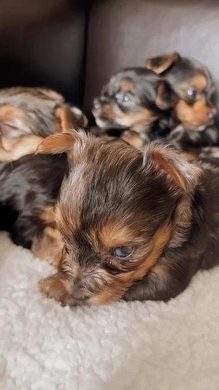 Merle yorkie in Springfield, Missouri