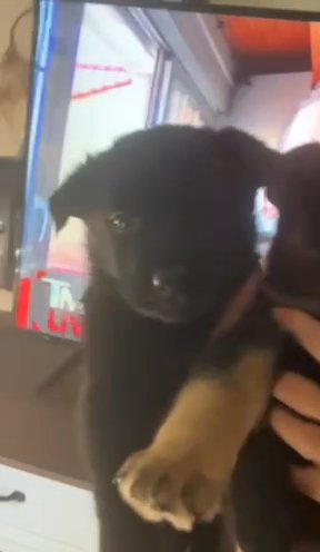 AKC Female German Shepherd Puppy in Summit, New Jersey