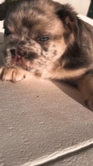Male Fluffy Lilac And Tan Merle in Miami, Florida