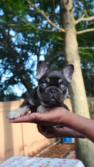 French Bulldog Chocolate and Tan in Orlando, Florida