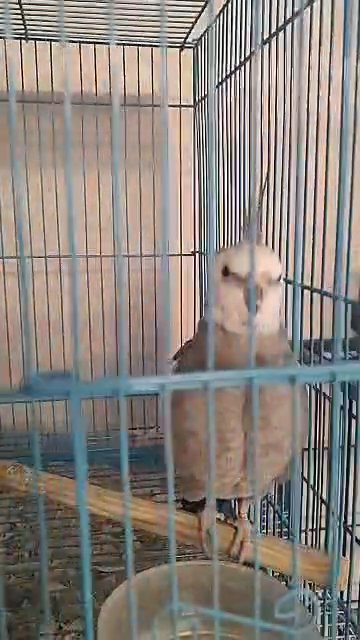 whiteface male cockatiel in Salem, Oregon