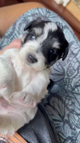 Mini schnauzer $1800 in Temple, Texas