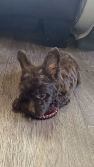 Chocolate Yorkiepoo Male in Rocky Mount, North Carolina
