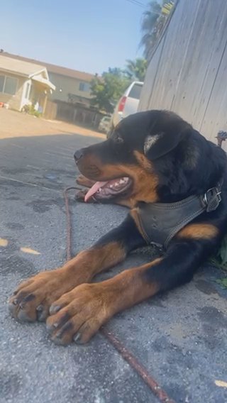 8 Month Pure Rottweiler in El Cajon, California