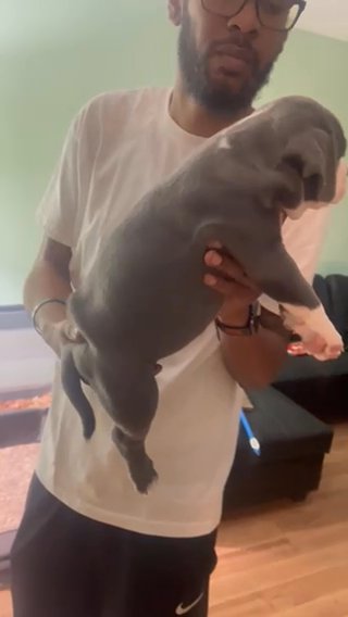 Male American Bully Puppy in Orlando, Florida