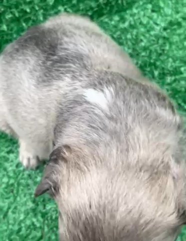 Visual female Fluffy in Rochester, New York