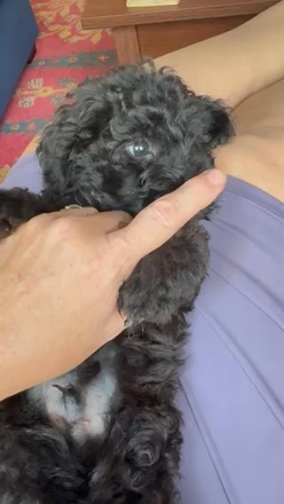 Mini Schnoodle $1500 in Temple, Texas