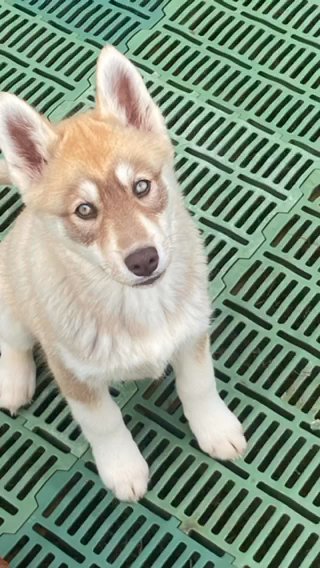 AKC Female Husky in Jonesboro, Arkansas