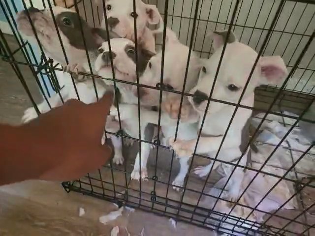 11 week old American Bullies in Willingboro, New Jersey