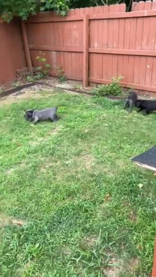 AKC-ICCF Cane Corso Puppies in Douglasville, Georgia