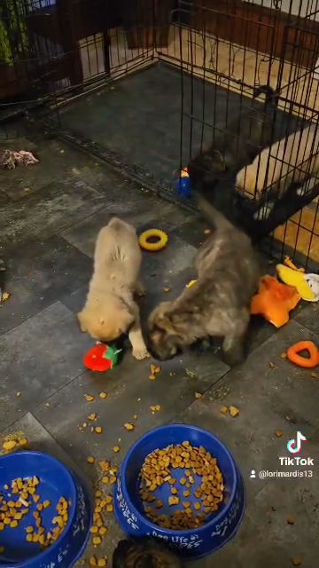 AKC English Mastiffs Sold in Zanesville, Ohio