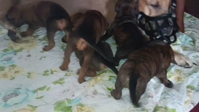 cane Corso puppies in Washington, District of Columbia